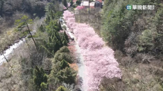 上帝視角賞櫻花 美翻!武陵櫻花盛開成"粉紅河"