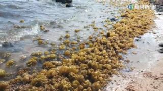 太陽露臉海溫升　澎湖西嶼海邊「海泡泡」大量聚集