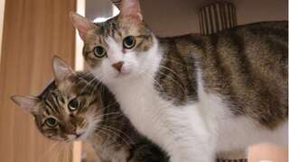 飼主送毛小孩到寵物旅店卻失聯！店家驚覺遭棄養　動保處依法開罰6萬