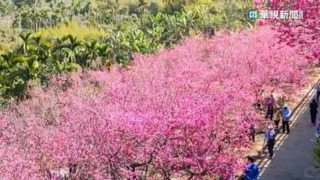 置身粉色世界！　嘉義半天岩八重櫻盛開