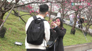 東湖樂活公園櫻花盛開中　賞花人潮朝聖擠爆