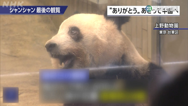 揮別日本　上野動物園大貓熊香香21日返回中國 | 華視新聞