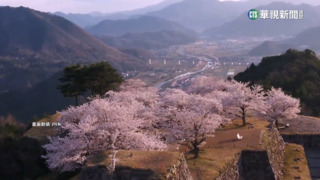 日櫻花季要來了！　各氣象單位爭相預測開花時間