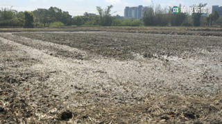 竹北稻農整田卻斷水　水利署：清溝渠抽灌溉水