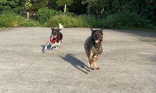 寵物食品宣稱「寵物營養師」研發　農委會澄清：國內目前並無相關證照