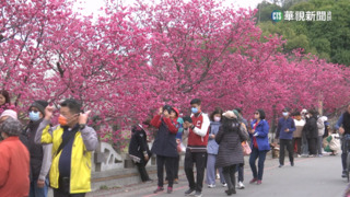 泰安湧入賞櫻人潮　搭火車賞櫻免塞車