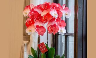 援助土耳其！台人善款破10億新台幣　蔡英文分享土耳其國旗蘭花