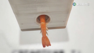 吃蝦免剝殼！　國小生設計「自動剝蝦器」解放雙手