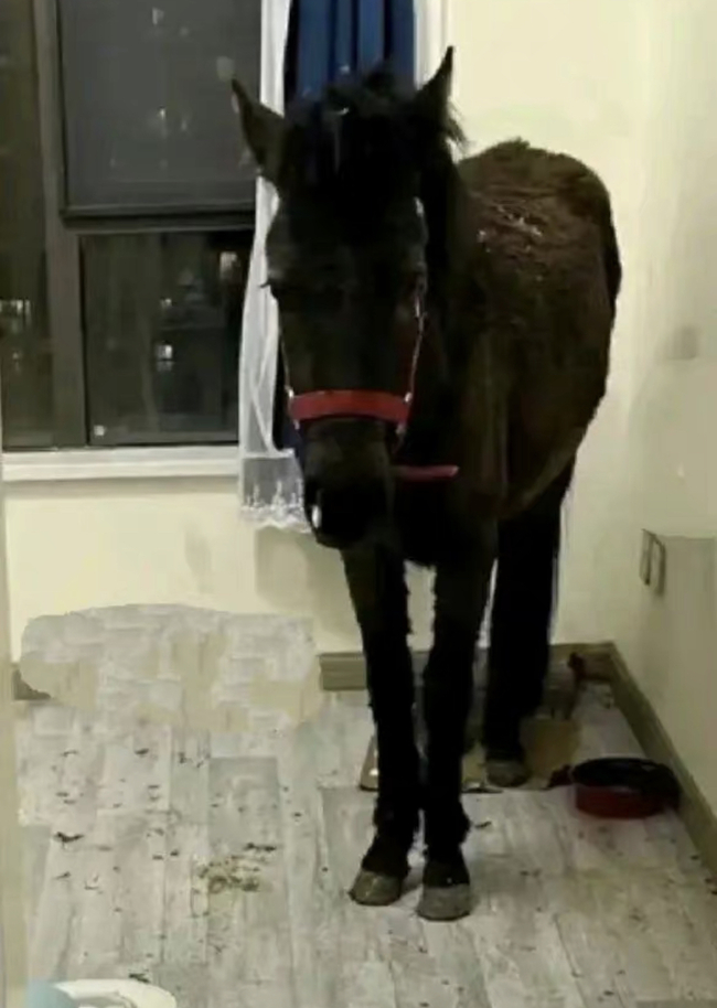 房東同意租客養寵物「竟是一匹馬」！中網友笑翻：家裡沒有草原 | 華視新聞