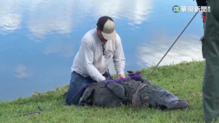 佛州85歲婦湖邊遛狗　突遭3公尺大鱷攻擊身亡