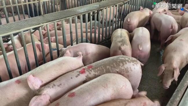 網傳豬「1部位」常長腫瘤　農委會：清除就不影響肉質衛生安全 | 華視新聞