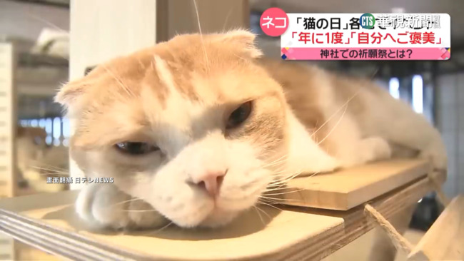 日本2/22貓咪日　　飼主帶寵物照赴貓神社參拜 | 華視新聞