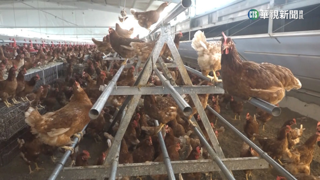 「缺蛋」議題席捲全台　民進黨提出多項應對措施　建立堅韌永續的雞蛋產業 | 華視新聞