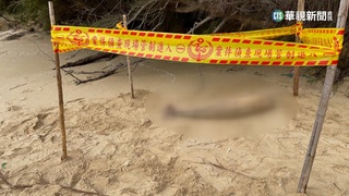 海洋悲歌頻傳！　金門1周3起海豚擱淺死亡
