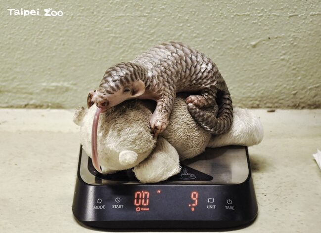 歐洲首隻台灣穿山甲寶寶體重下降　布拉格動物園靠人工哺育度過難關 | 華視新聞