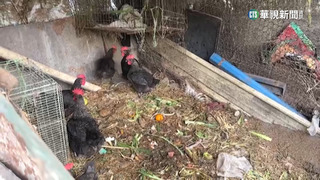 不怕搶蛋限購令　自家養雞1天8顆還能送人