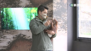 蔣萬安化身動物保育員　當奶爸餵紅毛猩猩