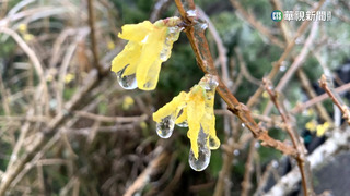 太平山濕冷樹枝結冰　2千遊客朝聖「仙境」