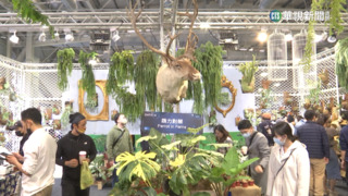 國際鹿角蕨大賞！　買家捧600萬抱走「神獸級珍妮」