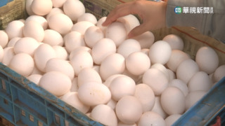 首批專案進口澳洲蛋抵台　通關後即供加工業