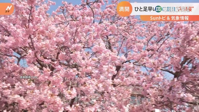 日本靜岡櫻花走廊　宛如粉紅瀑布吸客駐足 | 華視新聞