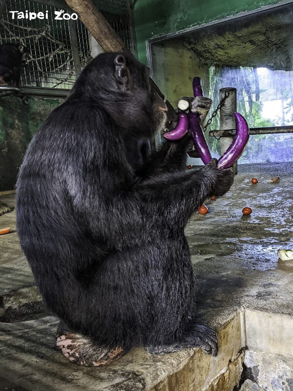 年輕黑猩猩玩心重 將挑食所剩食材「擺盤布陣」 許願更多好吃的食物 | 苦瓜、青椒、茄子等都是黑猩猩的心頭好，甚至會為了搶茄子吵架  / 圖文來源 台北市立動物園