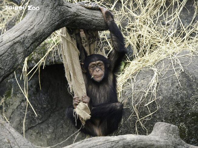 年輕黑猩猩玩心重 將挑食所剩食材「擺盤布陣」 許願更多好吃的食物 | 華視新聞