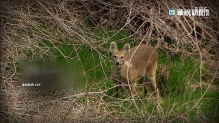 兩韓停戰70周年　Google曝非軍事區保存瀕危物種