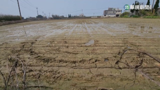低溫.強風肆虐秧苗慘　農民20公頃全數枯.損64萬