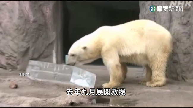 搶救北極熊！　槍傷後5個月...增胖100KG變「白帥帥」 | 華視新聞