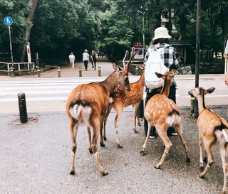 在奈良被鹿咬當場痛哭！大片瘀青回台看診「醫無情大笑」 網笑歪：鹿不敷出