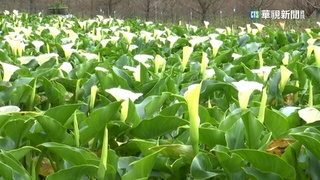 陽明山竹子湖海芋盛開期　純白宛如仙境