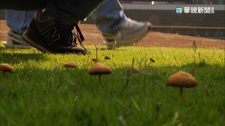 新竹棒球場草皮長香菇　網酸「12億開心農場」