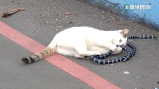 劇毒無用武之地！　海蛇上岸大戰野貓落下風