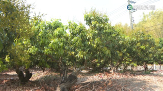 大樹玉荷包開花9成　果農就怕缺水化為烏有