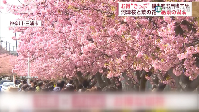 日本神奈川櫻花祭開跑　櫻花.油菜花互相映襯 | 華視新聞