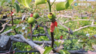 苗栗高接梨穗寒害　縣府初估損失逾千萬