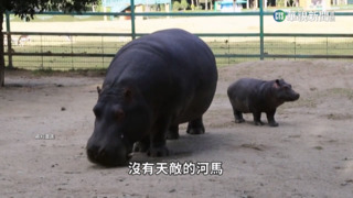 毒梟偷養河馬成「遺毒」　哥倫比亞當局轉送印.墨