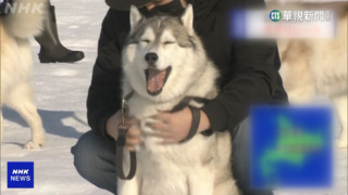 日本北海道雪橇大賽　毛小孩不按牌理出牌