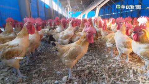 雞蛋缺口何時補足？　執政黨立委憂3月恐難解