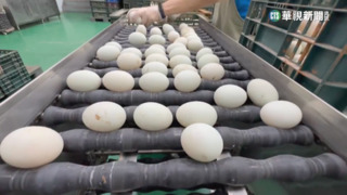 買不到雞蛋怎麼辦　綠委：可以改買鴨蛋