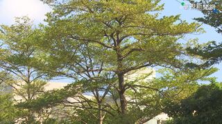 週六前天氣持續晴朗穩定、日夜溫差大 週日「強冷氣團」來襲