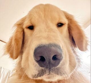 「人類你還要睡多久」 他揭養狗人起床第1視角 網融化：想被叫醒