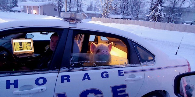 圖片翻攝自 Anchorage Police Departmen 臉書