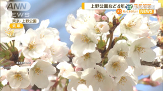 「賞櫻野餐」將隨口罩令解禁　日人.店家期待