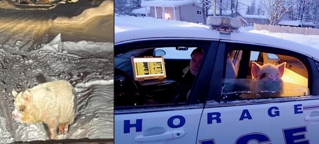美國男子驚見「行走冷凍培根」 迷路豬搭警車安全回家 | 華視新聞