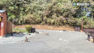 阿里山花季登場　「人猴衝突巡護隊」出動巡邏