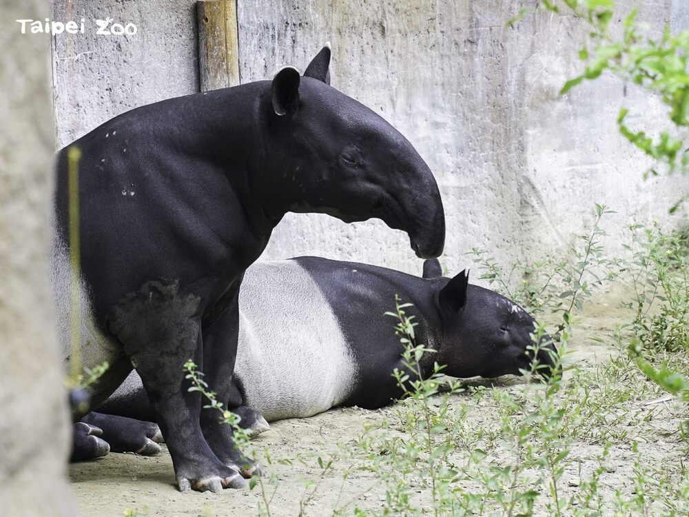 「貘莉」和「貘花豆」會輪流使用戶外活動場 / 圖文來源 台北市立動物園