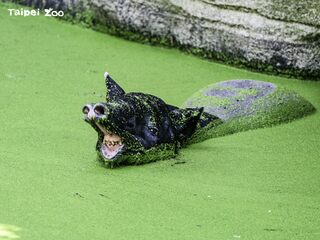 馬來貘們在哪裡？北市動物園分享馬來貘家族3代狀況