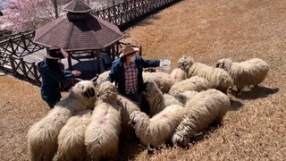 清境農場27k徵人　「被羊踩腳」成為特殊職災